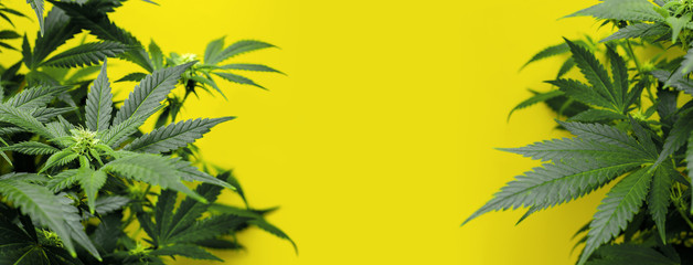 Banner yellow background with marijuana plants