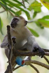 Südliche Grüne Meerkatze