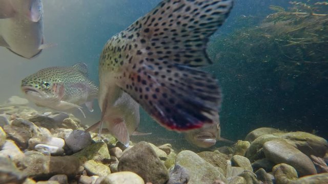 Underwater footage of freshwater fish shoaling in alpine river