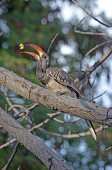 Monteiros Hornbill