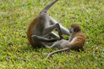 Südliche Grüne Meerkatzen beim Spielen