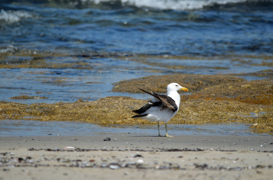 Kelp Gull