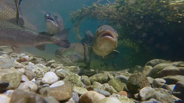 Underwater footage of freshwater fish shoaling in alpine river