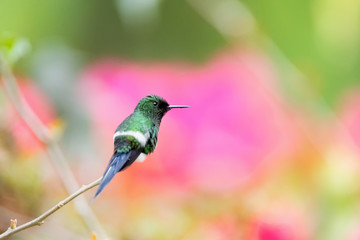 Green thorntail hummingbird rest on the small branch with beautiful pink flowers on the background.