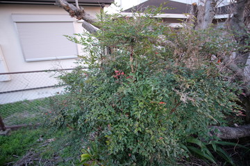 Japanese classical Japanese garden and trees