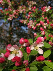 red flowers in garden
