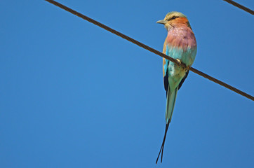 Lilac-breasted Roller