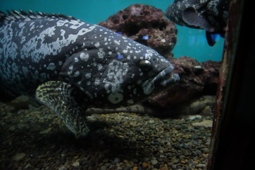 Wakayama aquarium famous for fish and sea turtles