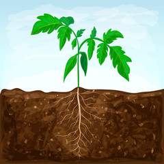 young seedling of vegetable grows in fertile soil. sprout with underground root system in ground on blue sky background. green shoot vector illustration. spring sprout of healthy tomato plant