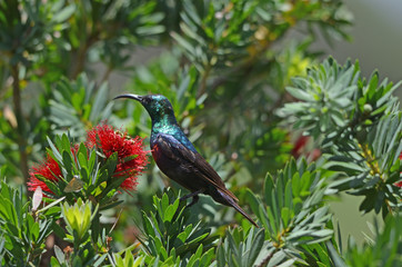 Marico Sunbird