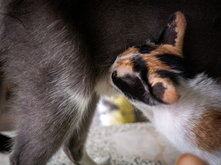Obraz premium Three Colors Kitten Breastfeeding from The Gray Mother Cat
