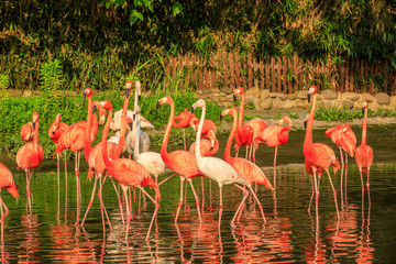 Beautiful flamingo in the water of the pond.
