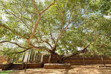 Fototapeta premium Jaya Sri Maha Bodhi is a sacred fig tree in the Mahamewna Gardens, Anuradhapura, Sri Lanka.It was planted in 288 BC, and is the oldest living human-planted tree in the world with a known planting date