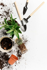 A transplant of a home flower in spring.