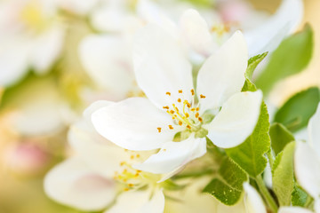 cherry tree blossom