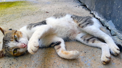Fototapeta na wymiar cat laying on ground