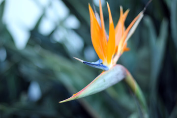 Fototapeta na wymiar Strelitzia Orange Bird Of Paradise