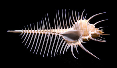 Murex pecten (Venus crest)