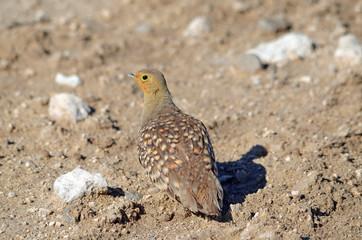 Namaqua Sandgrouse