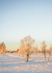 Winter landscape field 