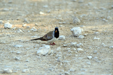Namaqua Dove