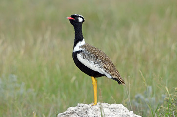 Northern Black Korhaan