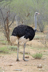 Naklejka premium Common Ostrich