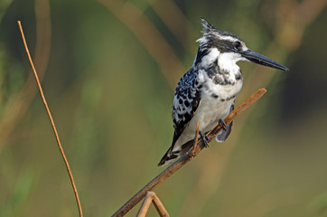 Pied Kingfisher