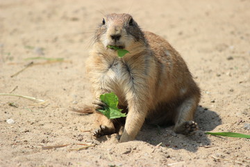 Erdmännchen, Tierreich