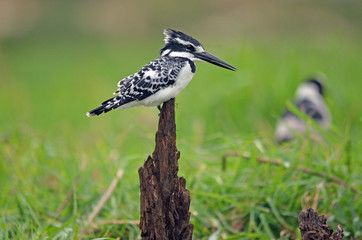 Pied Kingfisher