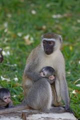 Südliche Grüne Meerkatzen