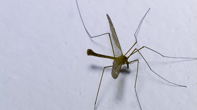 Crane Fly taking flight from wall Super Slow Motion 1500fps, Macro over white