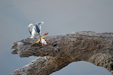 Pied Kingfisher
