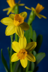 spring yellow daffodils on a blue background