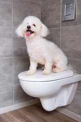 Bichon havanese dog sitting on closed toilet in restroom