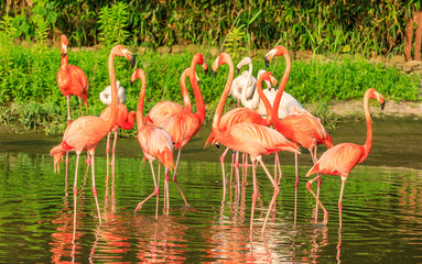 Beautiful flamingo in the water of the pond.
