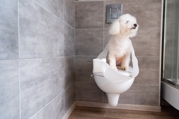 Havanese dog coiled up in toilet paper sitting on closed toilet in restroom