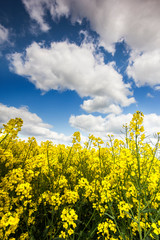Obraz premium field of oilseed rape