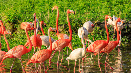 Beautiful flamingo in the water of the pond.