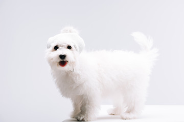 Cute havanese dog in knitted hat with bubo looking at camera on white surface isolated on grey