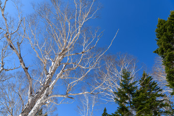 春の会津駒ヶ岳のオオシラビソとダケカンバ