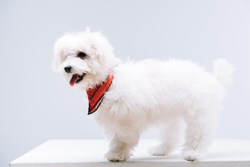 Bichon havanese dog in red neckerchief on white surface isolated on grey