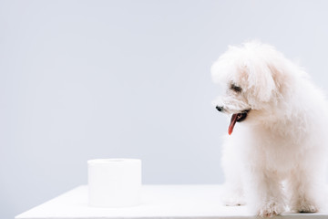 Havanese dog near roll of toilet paper on white surface isolated on grey