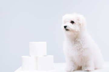 Havanese dog near rolls of toilet paper on white surface isolated on grey