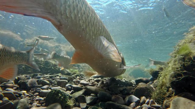 Underwater footage of freshwater fish shoaling in alpine river