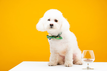 Havanese dog in bow tie sitting near wine glass with dry dog food on white surface isolated on yellow