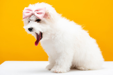 Fluffy havanese dog with pink bow tie on head on white surface isolated on yellow