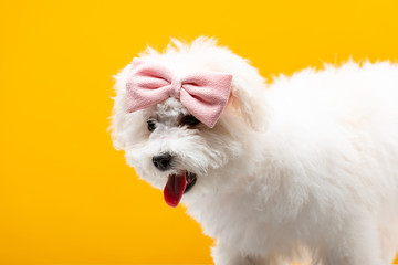 Cute havanese dog with pink bow tie on head isolated on yellow