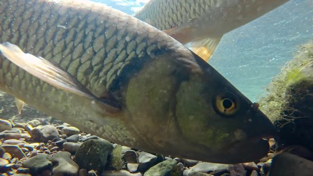 Underwater footage of freshwater fish shoaling in alpine river
