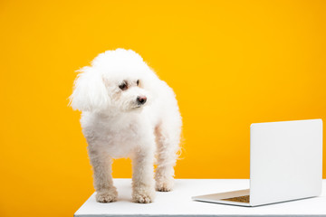 Havanese dog looking away near laptop on white surface isolated on yellow